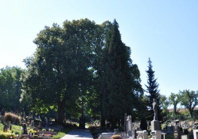 Brozany nad Ohří, Omnium, 2020