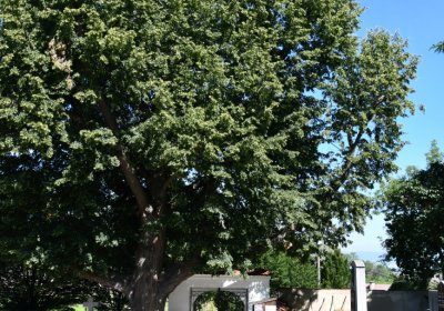 Brozany nad Ohří, Omnium, 2020