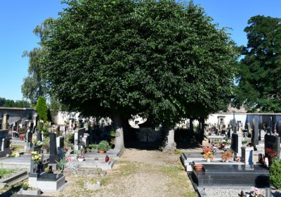 Černěves, Omnium, 2020