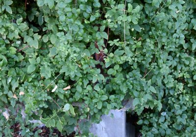 Třebívlice u kostela, Omnium, 2020