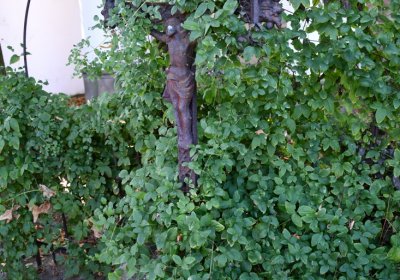 Třebívlice u kostela, Omnium, 2020