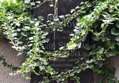 Roudnice nad Labem, Omnium, 2020