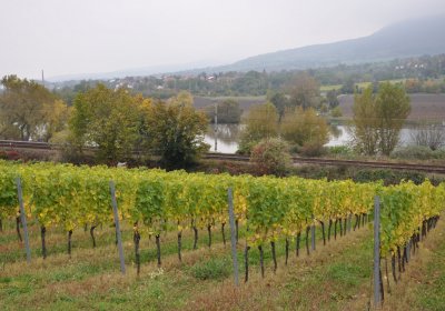 Velké Žernoseky, Omnium, 2020