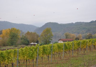 Velké Žernoseky, Omnium, 2020