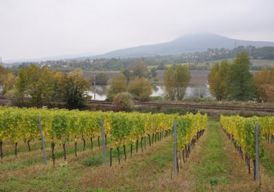 Velké Žernoseky, Omnium, 2020