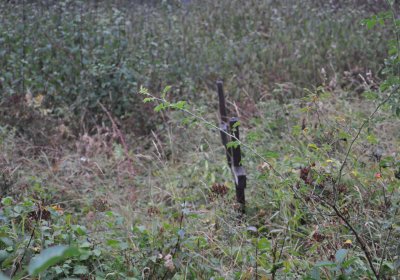 Sutom obecní, Omnium, 2020