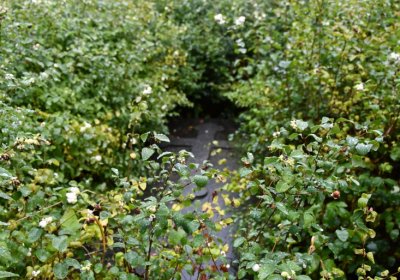 Sutom obecní, Omnium, 2020