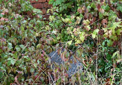 Sutom obecní, Omnium, 2020