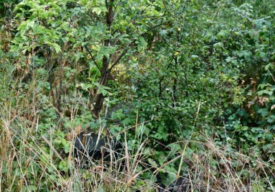 Sutom obecní, Omnium, 2020