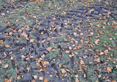 Holedeč, Omnium, 2020