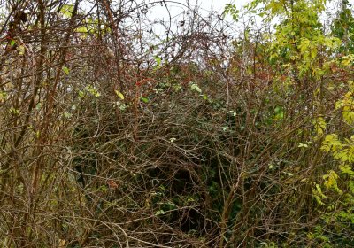 Chlumčany u kostela, Omnium, 2020