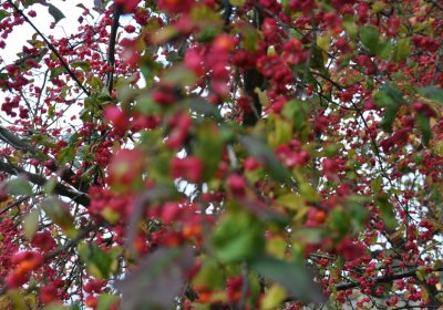 Panenský Týnec, Omnium, 2020