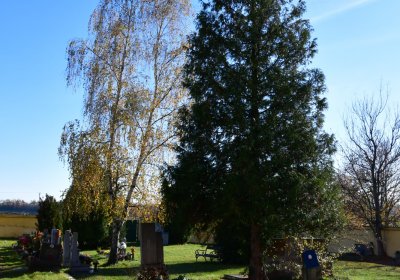 Nové Sedlo, Omnium, 2020