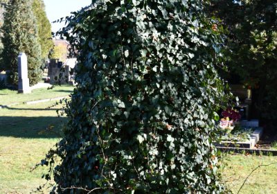 Staňkovice, Omnium, 2020