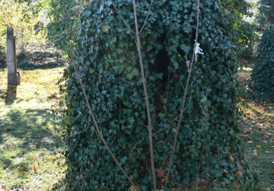 Staňkovice, Omnium, 2020