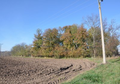 Zálužice, Omnium, 2020