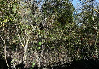 Zálužice, Omnium, 2020