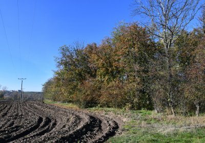 Zálužice, Omnium, 2020