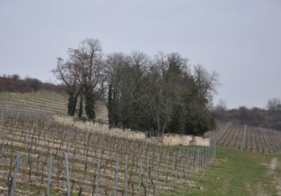 Třebívlice, Omnium, 2020
