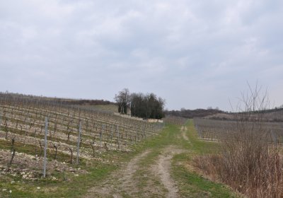 Třebívlice, Omnium, 2020
