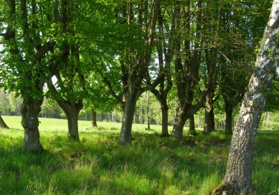 Kmínek Michal, 2020