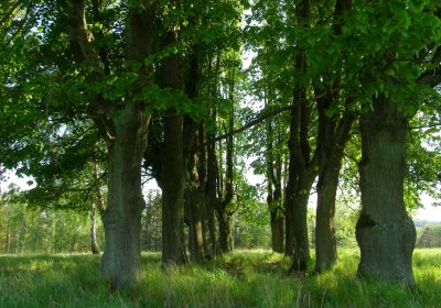 Kmínek Michal, 2020