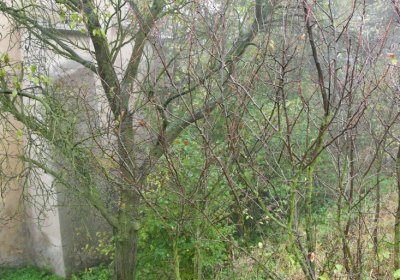 Sutom u kostela, Omnium, 2020