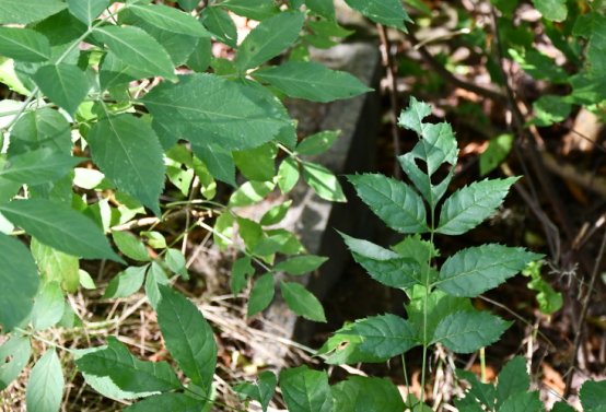 Omnium, 2020
