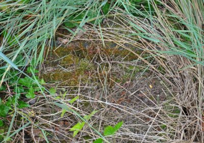 Straškov u kostela, Omnium, 2020