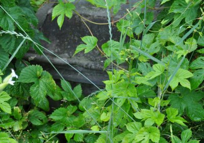 Straškov u kostela, Omnium, 2020