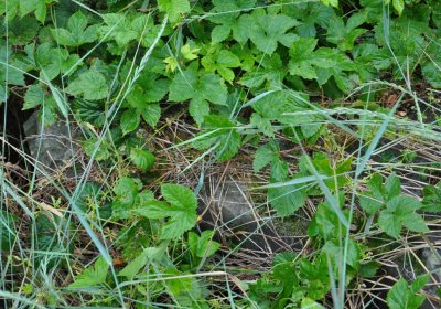 Straškov u kostela, Omnium, 2020