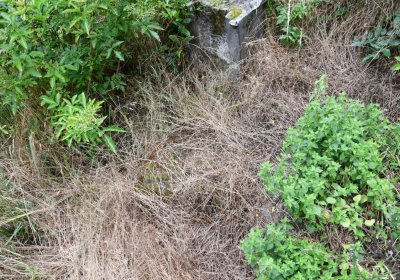 Straškov u kostela, Omnium, 2020