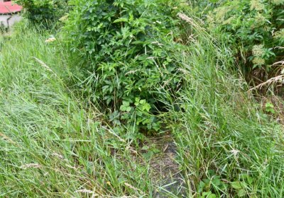 Straškov u kostela, Omnium, 2020