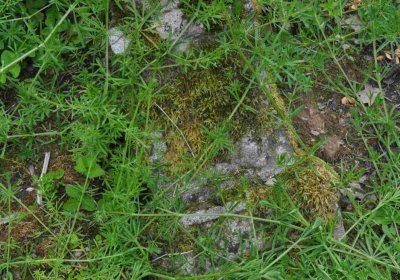 Fotografie hřbitova při probíhající rekonstrukci, Omnium, 2016