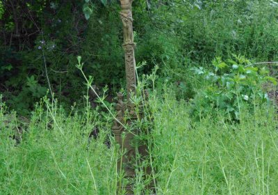 Fotografie hřbitova při probíhající rekonstrukci, Omnium, 2016