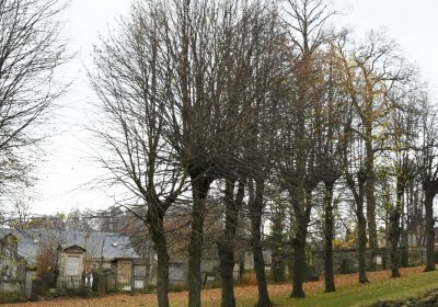 Mikulášovice, Omnium, 2020