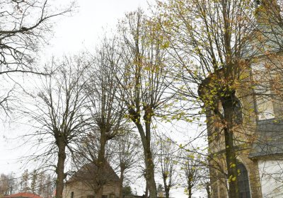 Mikulášovice, Omnium, 2020