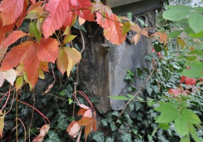 Vilémov u kostela, Omnium, 2020