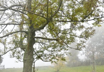 Hora Svaté Kateřiny, Omnium, 2020