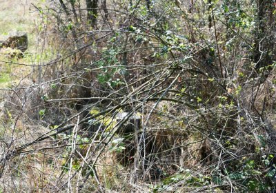 Hradiště, Omnium, 2020