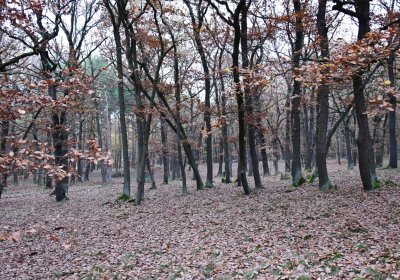 Hořenec, Omnium, 2020