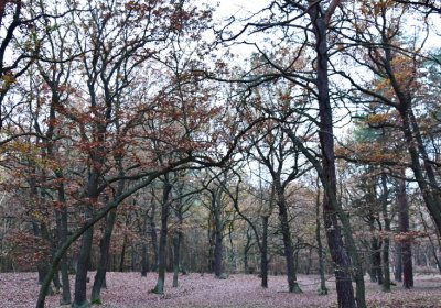 Hořenec, Omnium, 2020