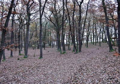 Hořenec, Omnium, 2020