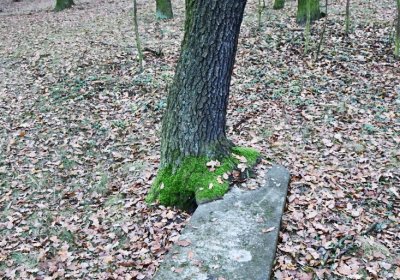 Hořenec, Omnium, 2020