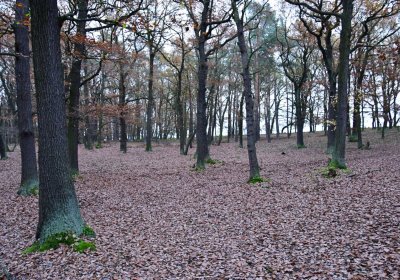 Hořenec, Omnium, 2020