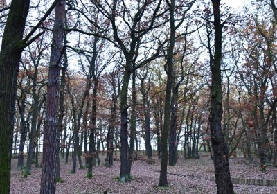 Hořenec, Omnium, 2020