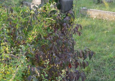 Hoštka, Omnium, 2020