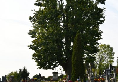 Hoštka, Omnium, 2020