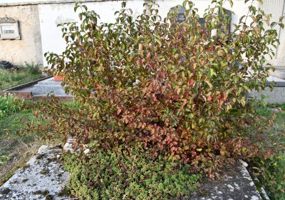 Hoštka, Omnium, 2020