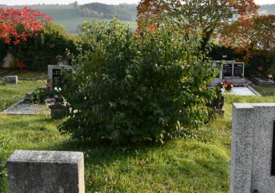 Hoštka, Omnium, 2020